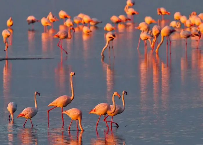 La Dolce - With Shared Pool And Large Terrace * ليدو ديلي نازيوني