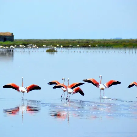 Lejlighed La Dolce - With Shared Pool And Large Terrace