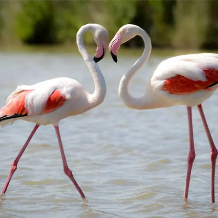 La Dolce - With Shared Pool And Large Terrace Lejlighed *